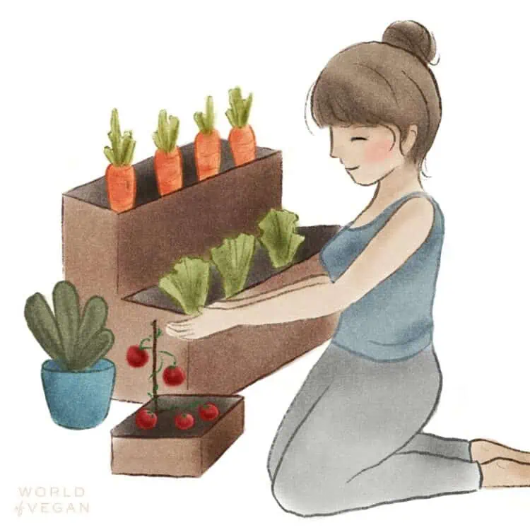 Illustration of a vegan woman tending to her vegetable garden and picking tomatoes and carrots.