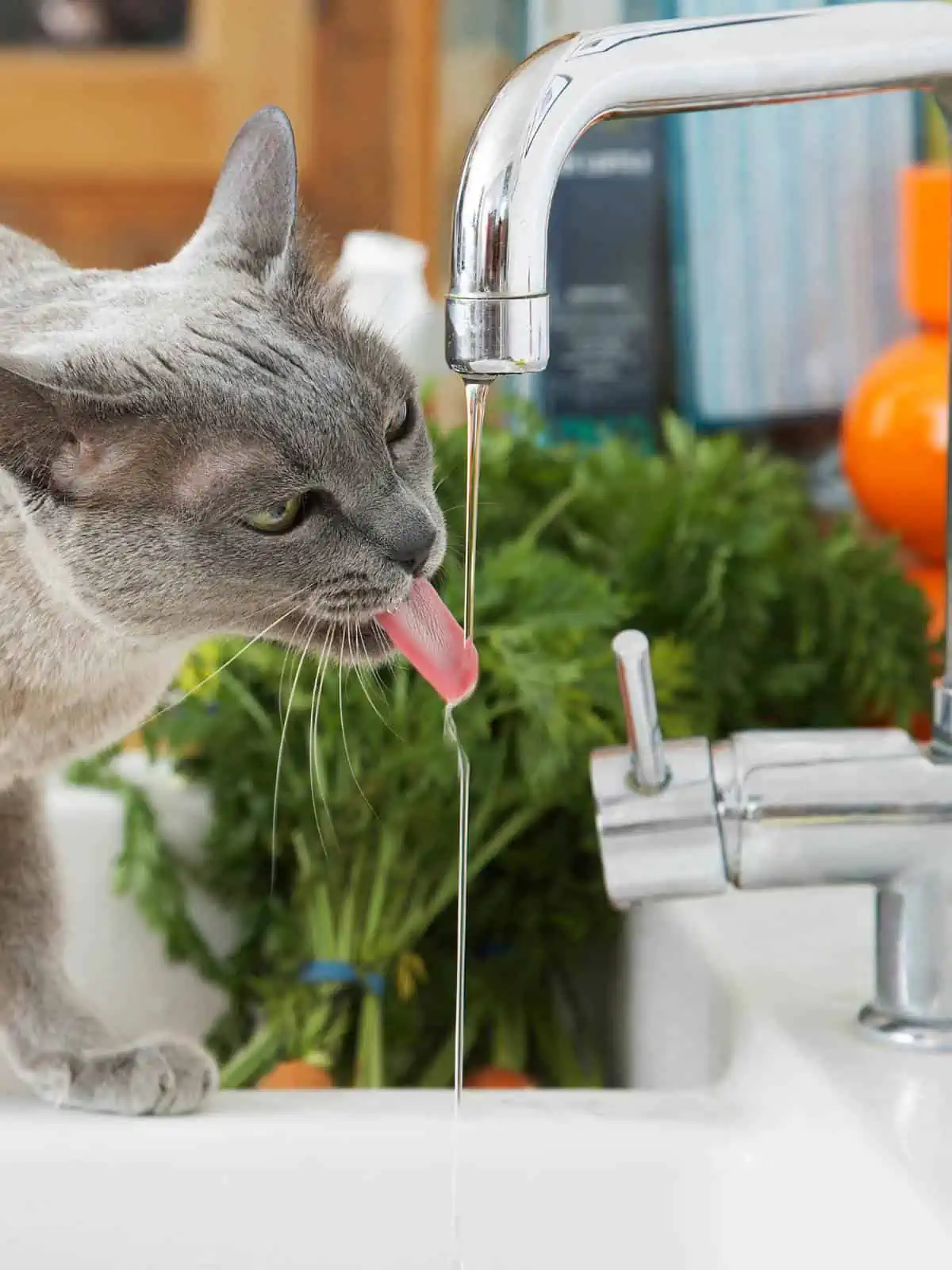 Cute grey cat lapping up water from the sink. 