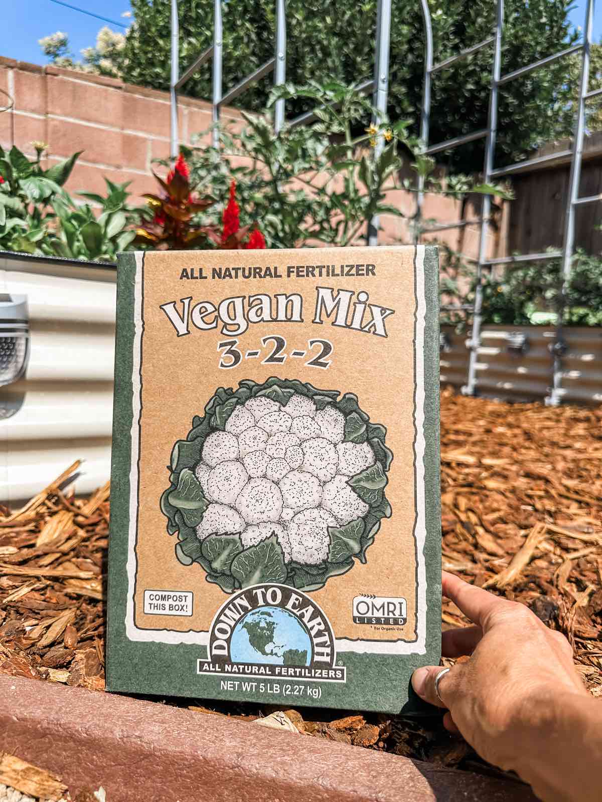 Holding a box of vegan fertilizer from Down to Earth in front of a lush vegetable garden. 