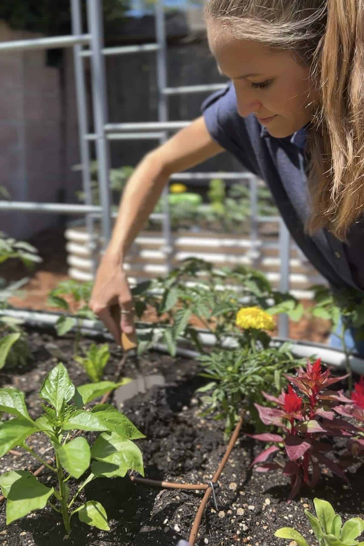 Michelle Cehn planting veggies, herbs, and flowers in Vego raised garden beds. 