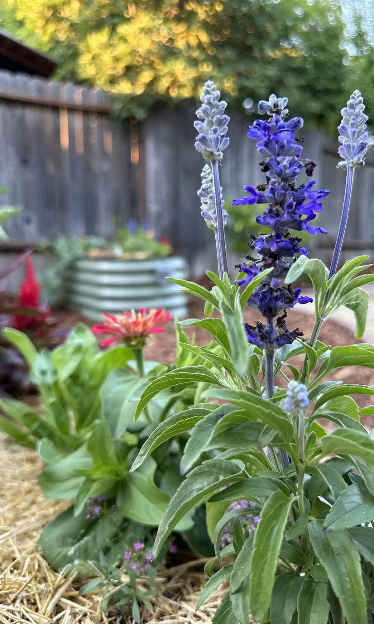 Beautiful pollinator friendly flowers in a garden bed in Sacramento. 