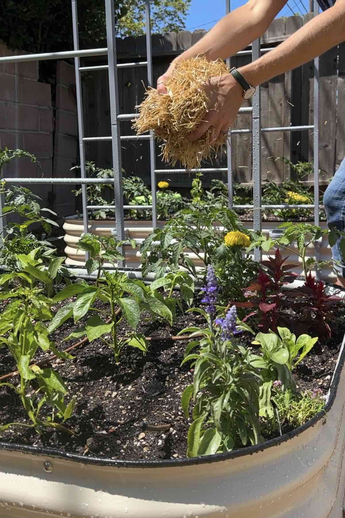 Adding straw mulch to vego garden beds. 