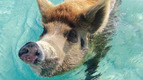 A swimming pig in water in the Bahamas.