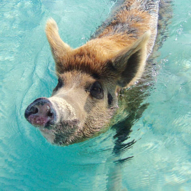 A swimming pig in water in the Bahamas.