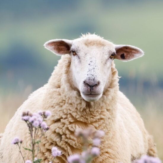 A sheep laying in a pasture of flowers.