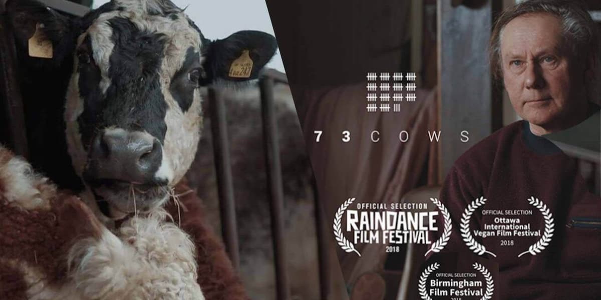 Movie image for the 73 Cows documentary showing a photo of a cow on the left and a man on the right. 