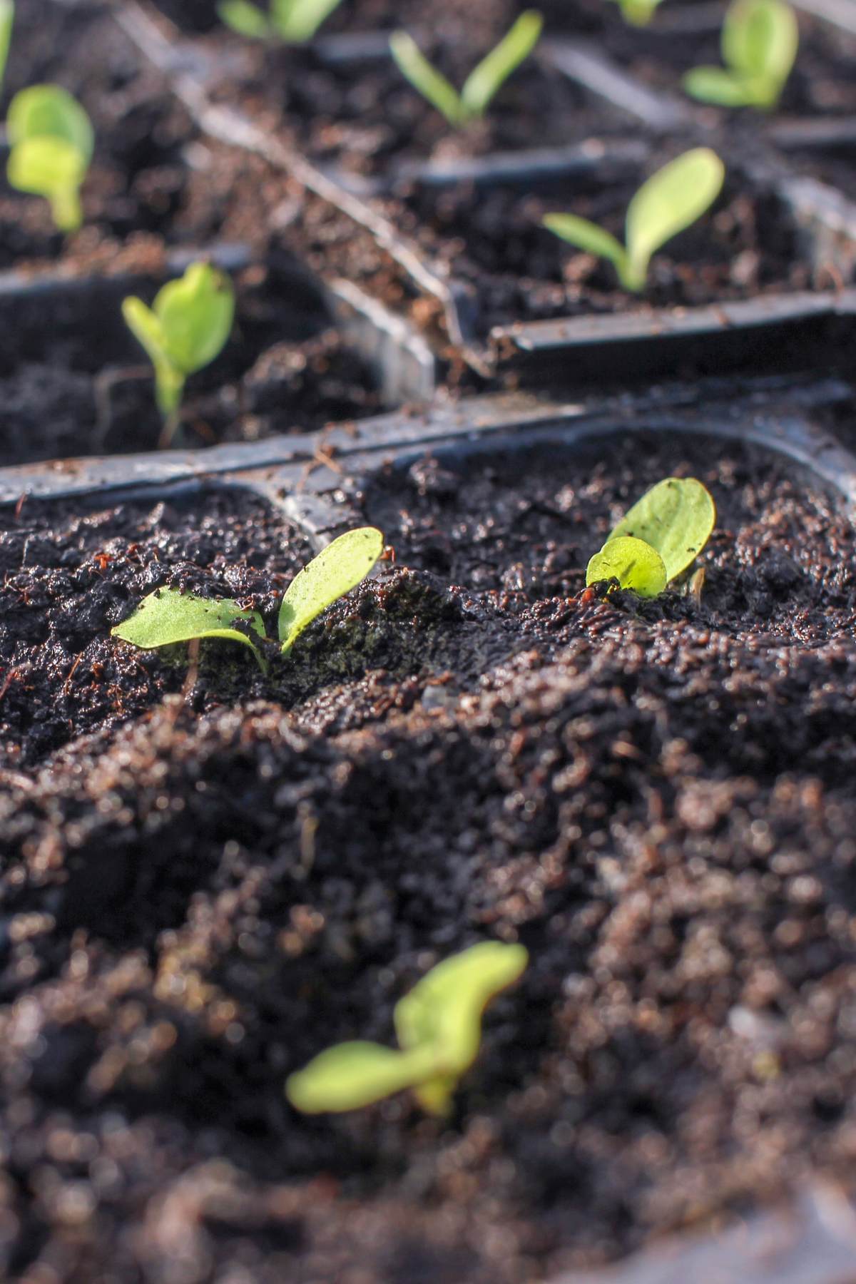 Seedlings with their first set of leaves, in seedling trays with soil.