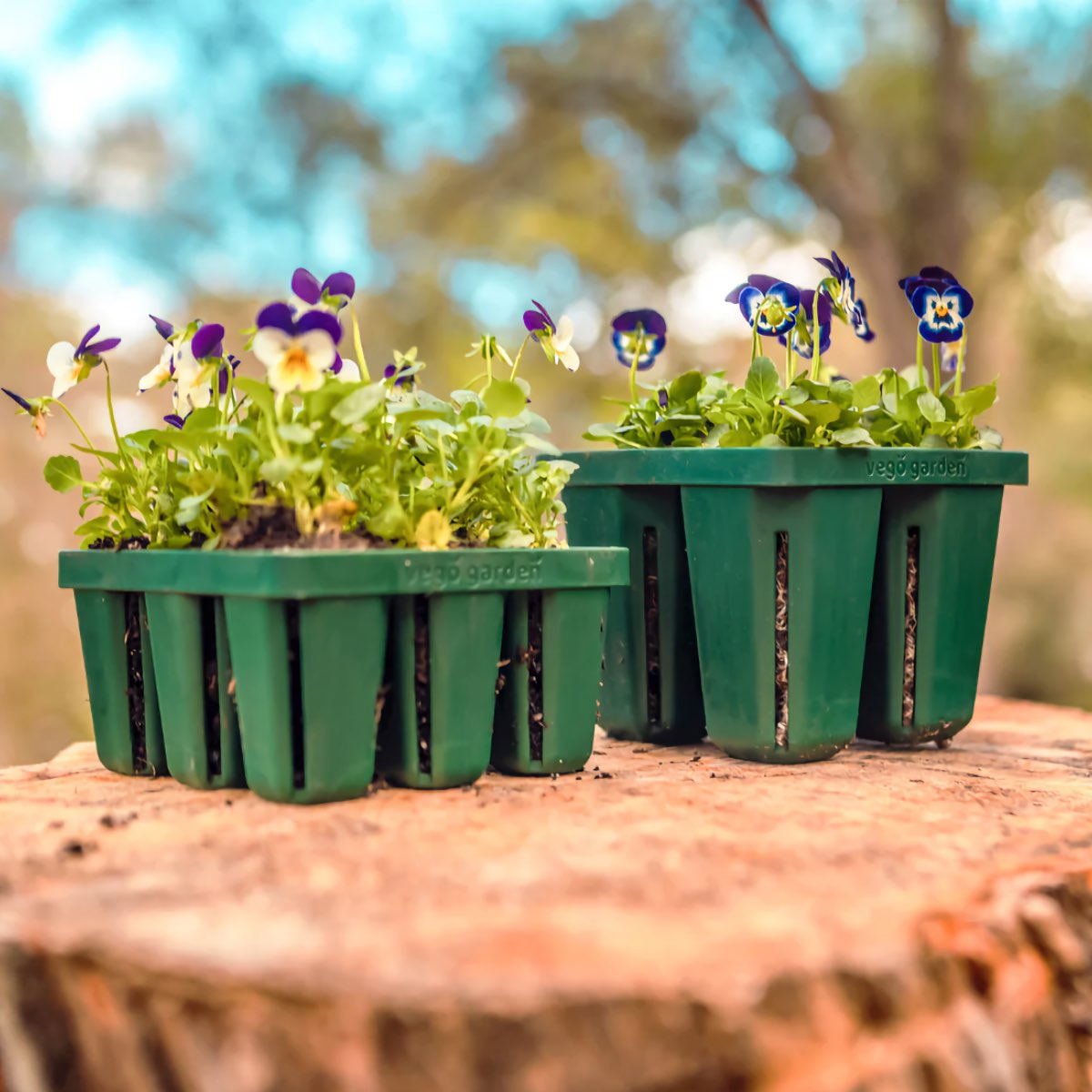 Seed starting trays with flowers growing from Vego Garden. 