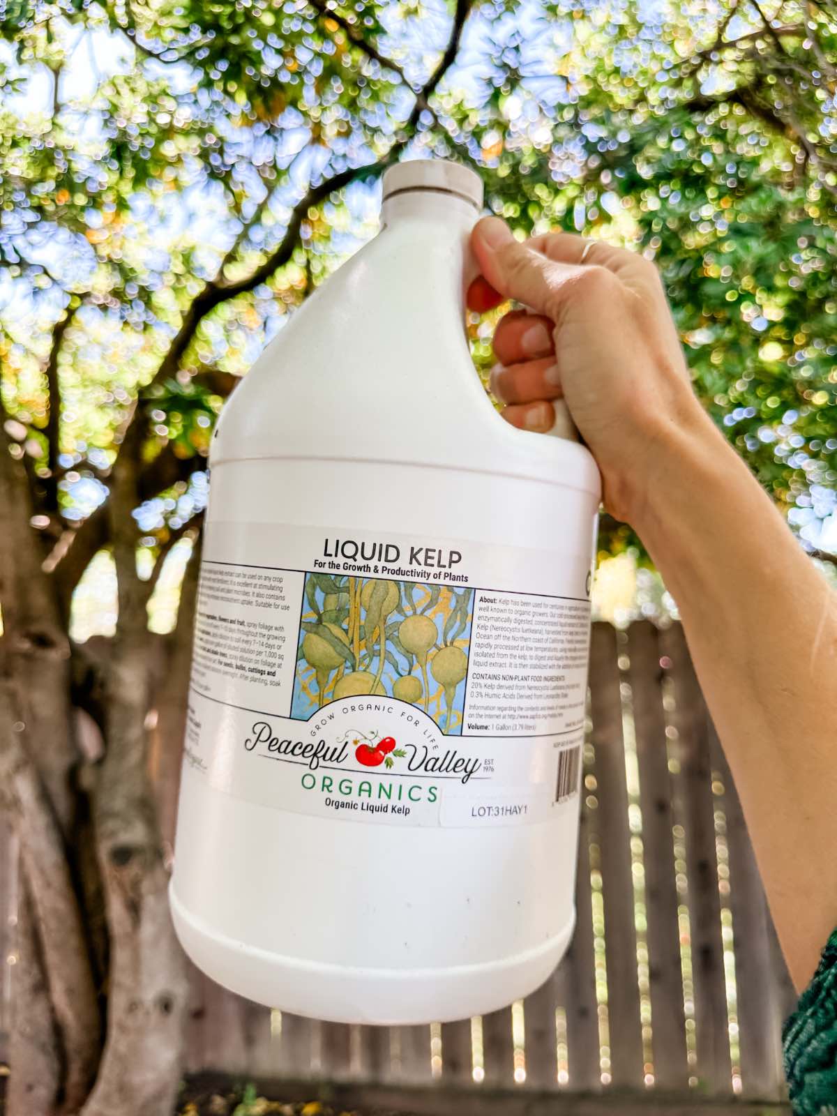 Jug od liquid kelp fertilizer concentrate from Peaceful Valley Organics. 