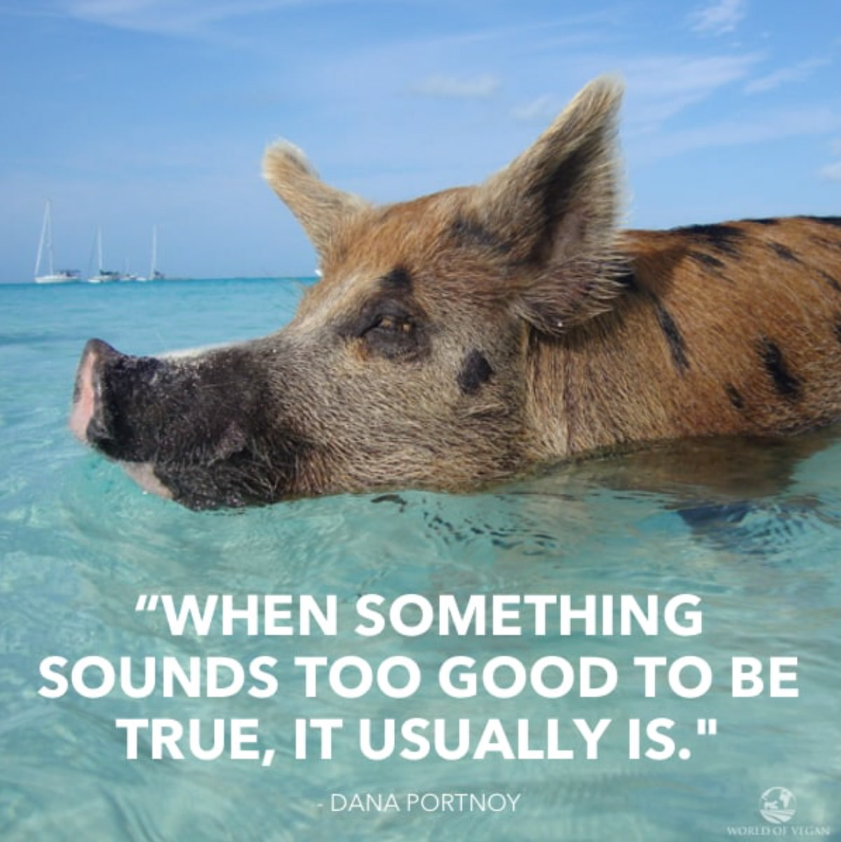 "When something sounds too good to be true, it usually is." by Dana Portnoy used for this swimming pigs article.
