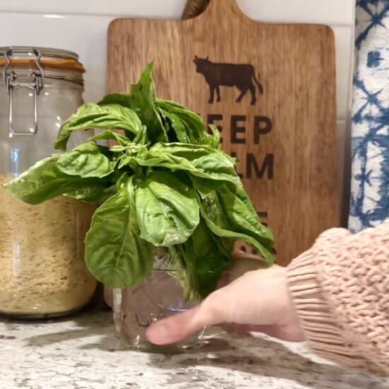Woman placing fresh basil in a glass jar with water on the countertop to demonstrate proper herb storage.