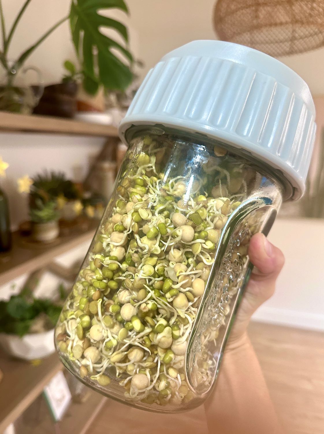 Pea sprouts growing in a sprouting jar.