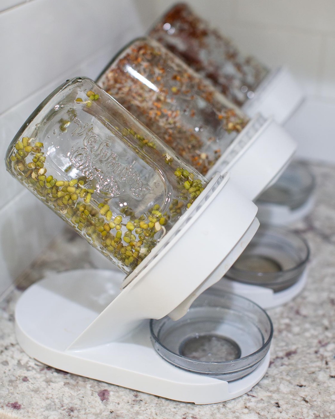 Three sprouting jars on a countertop with sprouts growing inside them.
