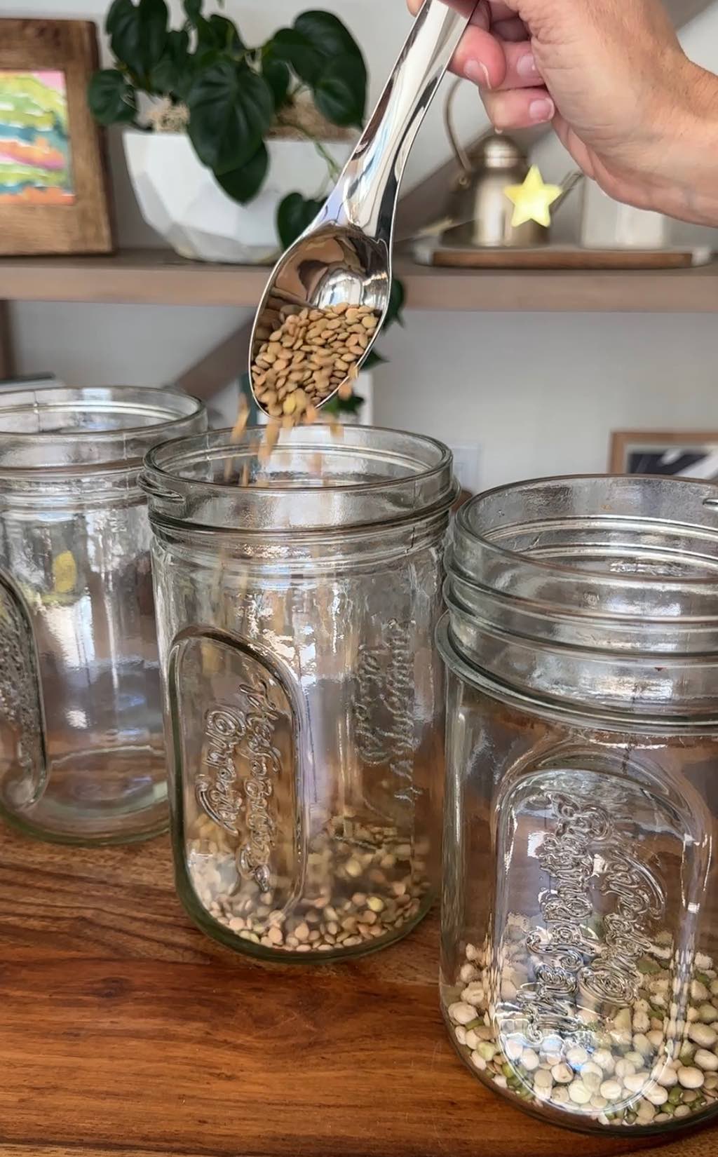 Pouring lentils from The Sprouting Company and seeds into sprouting jars.